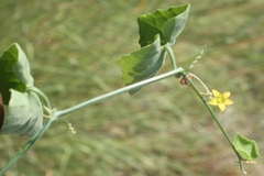 Kedrostis foetidissima